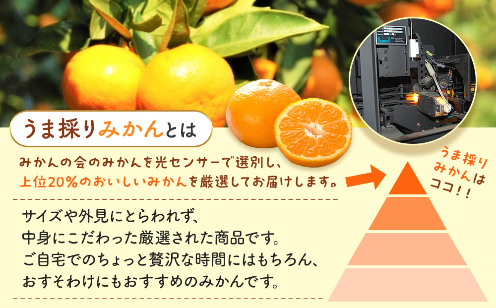 みかん うま採り 箱込約 1kg（内容量0.9kg） 光センサー選別 みかんの会厳選 サイズミックス 和歌山県産 産地直送 【みかんの会】［2026年11月中旬より順次出荷予定］