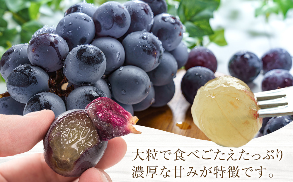［先行予約］[新鮮・産直]和歌山有田産のたねなし巨峰約1kg★2026年8月上旬頃より順次発送