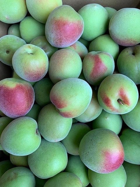 南高梅　2Lサイズ　5kg　マルシ農園