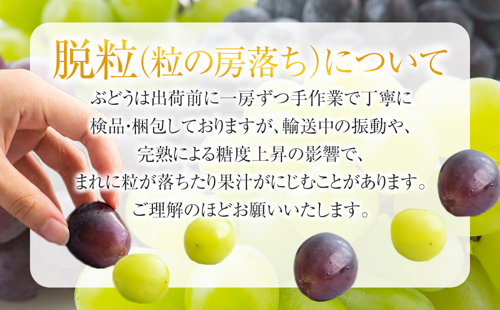 【先行予約】有田産 シャインマスカット 約 2kg 有田巨峰村 森下農園 ぶどう 送料無料 フルーツ マスカット シャインマスカット★2026年9月上旬から順次発送