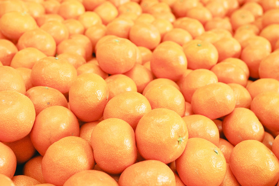 町長お任せコース