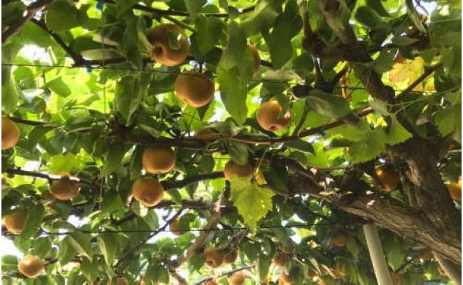 【秋の美味】和歌山の樹上成熟梨　約4kg
※2024年8月中旬～9月上旬頃に順次発送予定
※北海道・沖縄地域へのお届け不可