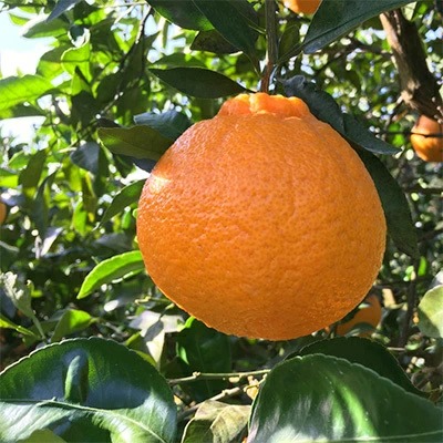 【先行予約】こだわり農家の濃厚不知火（デコポンと同品種） 12～18玉（約5kg）※2026年2月上旬～3月下旬頃に順次発送予定 ※北海道・沖縄・離島への配送不可