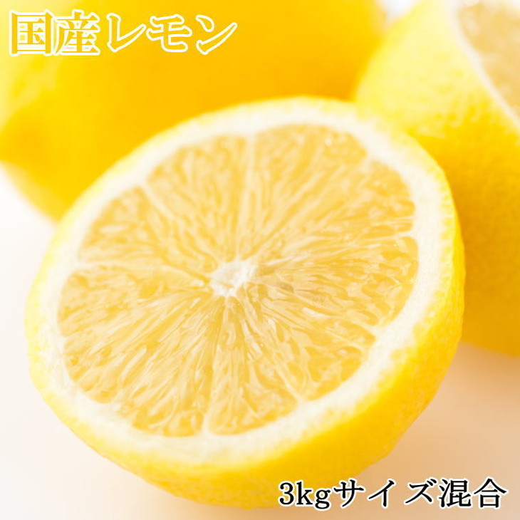 【産直】和歌山産レモン約3kg（サイズ混合）
※2025年3月中旬～6月中旬頃に順次発送予定