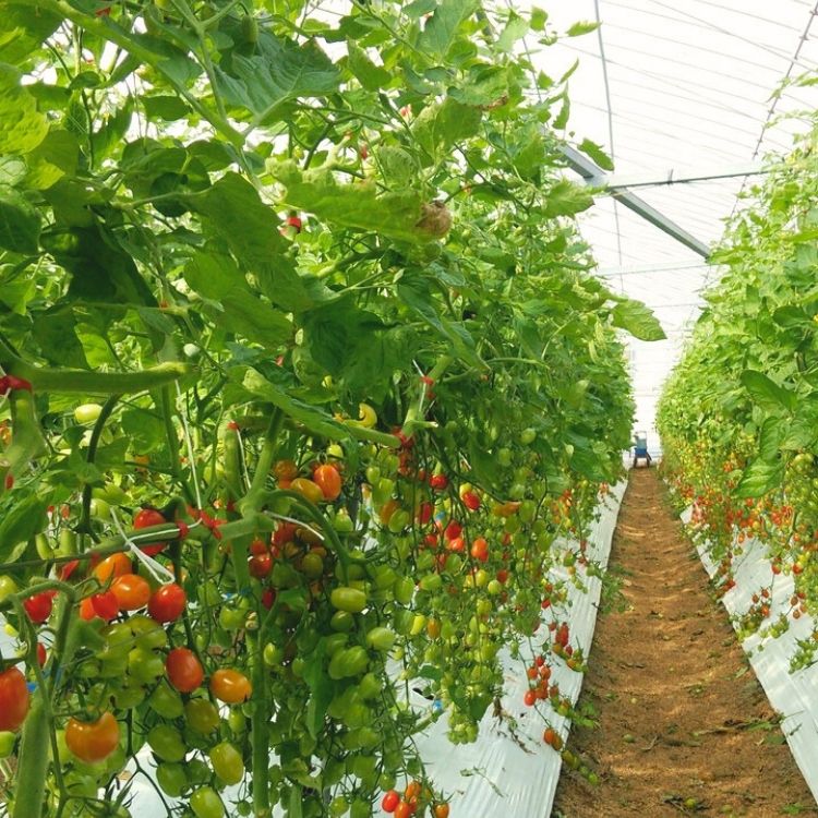 美浜町産　松トマト（アイコ）2Kg｜ミニトマト とまと 野菜 糖度  和歌山 先行予約 やさい トマト アイコ 国産 旬の野菜 特産品 人気 産地直送 美浜町 ※2025年11月下旬～2026年6月上旬頃に順次発送予定