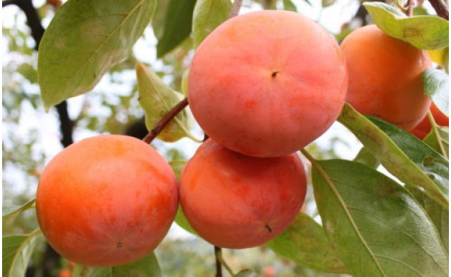 [甘柿の王様]和歌山産富有柿約7.5kgサイズおまかせ ※2025年11月上旬～12月上旬頃に順次発送予定