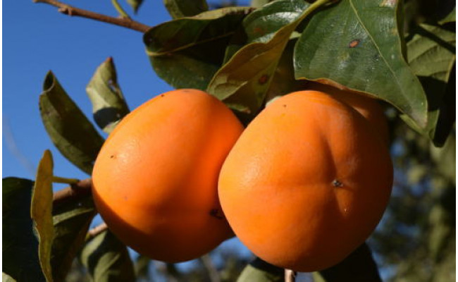 【厳選・産直】和歌山産のたねなし柿2L～4Lサイズ約4kg（化粧箱入り）