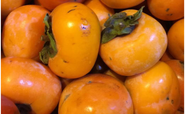 【秋の味覚】和歌山産のたねなし柿ご家庭用約7.5kg◇