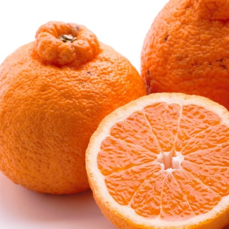 ïŒ2æããçºéïŒå³éž äžç¥ç«7.5kg+250gïŒå·ã¿è£ååïŒâããã³ãã³ãšååçš®ã»äººæ°ã®æ¥ã¿ããã â»2026幎2æäžæ¬ïœ3æäžæ¬é ã«é 次çºéäºå® â»åæµ·éã»æ²çžã»é¢å³¶ãžã®é
éäžå¯