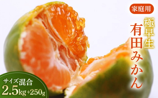 家庭用 極早生有田みかん2.5kg+250g（傷み補償分）【希少な新品種YN26】【菊みかん入り】 ※北海道・沖縄・離島への配送不可 ※2025年10月上旬～11月中旬頃に順次発送予定