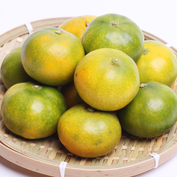 家庭用 極早生有田みかん2.5kg+250g（傷み補償分）【希少な新品種YN26】【菊みかん入り】 ※北海道・沖縄・離島への配送不可 ※2025年10月上旬～11月中旬頃に順次発送予定