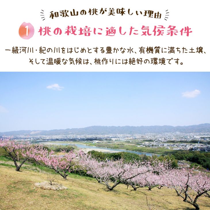 【先行予約】【夏の美味】フルーツ王国 和歌山の桃 約2kg 化粧箱入り | もも モモ 桃 国産 フルーツ 果物 果実 お取り寄せ ギフト デザート スイーツ 贈り物（fr-06）