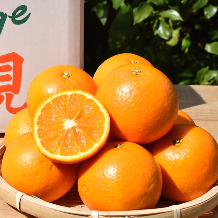 和歌山県産 有田の清見 約5kg 秀品 ※2026年3月上旬～4月下旬頃に順次発送予定 ※北海道・沖縄・離島への配送不可