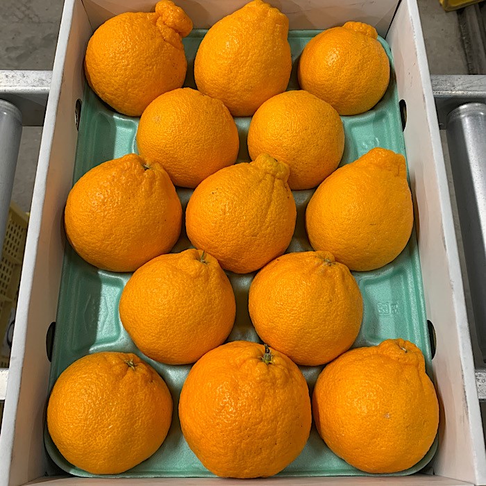 和歌山産 不知火 【9玉～15玉】化粧箱入り ※2026年2月上旬～4月下旬頃に順次発送予定 ※北海道・沖縄・離島への配送不可