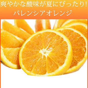 秀品　希少な国産バレンシアオレンジ ５kg ※2024年6月下旬～7月上旬頃に順次発送予定