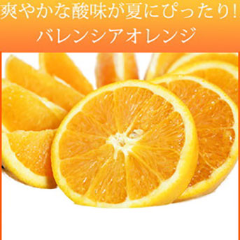 【ご家庭用訳あり】希少な国産バレンシアオレンジ 7kg ※2025年6月下旬～7月上旬頃に順次発送予定