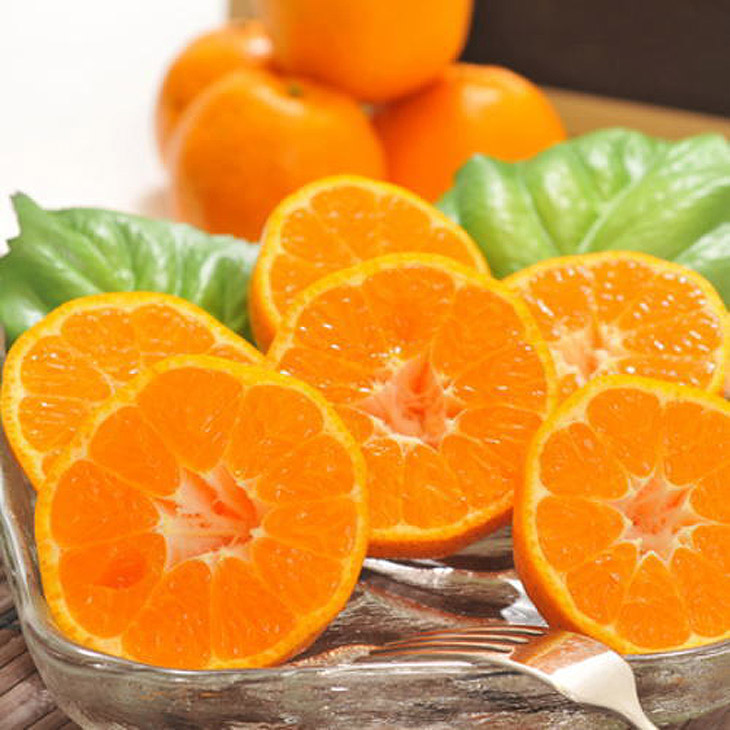 【先行予約】【冬の美味】【農家直送】濃厚ポンカン（ご家庭用）約5kg ｜ 有田 柑橘 フルーツ みかん オレンジ 産地直送 ※北海道・沖縄・離島への配送不可 ※2026年1月中旬～2月下旬頃に順次発送予定