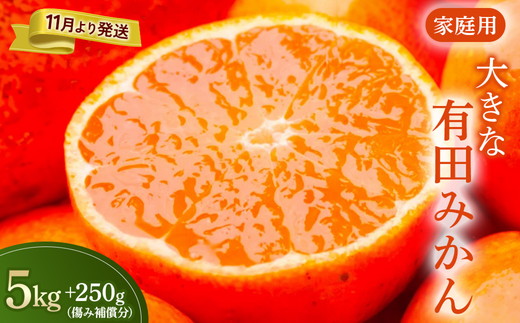 家庭用 大きな有田みかん5kg+250g（傷み補償分）【わけあり・訳あり】【光センサー選果】