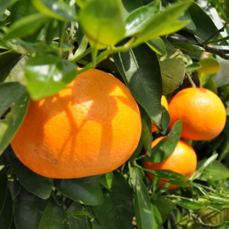 和歌山県産セミノールオレンジ約5kg（サイズ混合 秀品）
※着日指定不可
※2024年4月上旬～下旬頃に順次発送予定