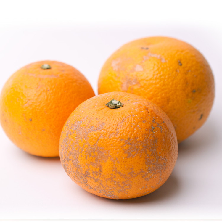 ïŒ1æããçºéïŒå®¶åºçš ã¯ã£ãã5kg+250gïŒå·ã¿è£ååïŒ ïœ å
«æã¿ãã ãããã â»2026幎1æäžæ¬ïœ3æäžæ¬é ã«é 次çºéäºå® â»åæµ·éã»æ²çžã»é¢å³¶ãžã®é
éäžå¯