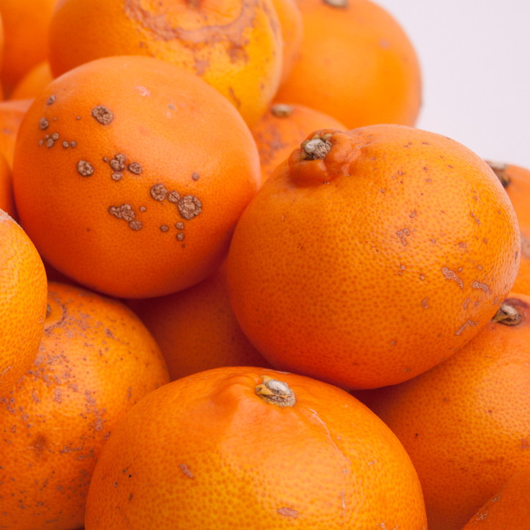 ïŒ2æããçºéïŒå®¶åºçš ããšã2.5kg+250gïŒå·ã¿è£ååïŒãææ©ã»æ¥ã¿ããã®çæ§ããå
ã»ã³ãµãŒéžæã»é£ã¹é åºè·ãèš³ãã ãããã ã¯ã±ã¢ãª â â»åæµ·éã»æ²çžã»é¢å³¶ãžã®é
éäžå¯ â»2026幎2æäžæ¬ïœ3æäžæ¬é ã«é 次çºéäºå®