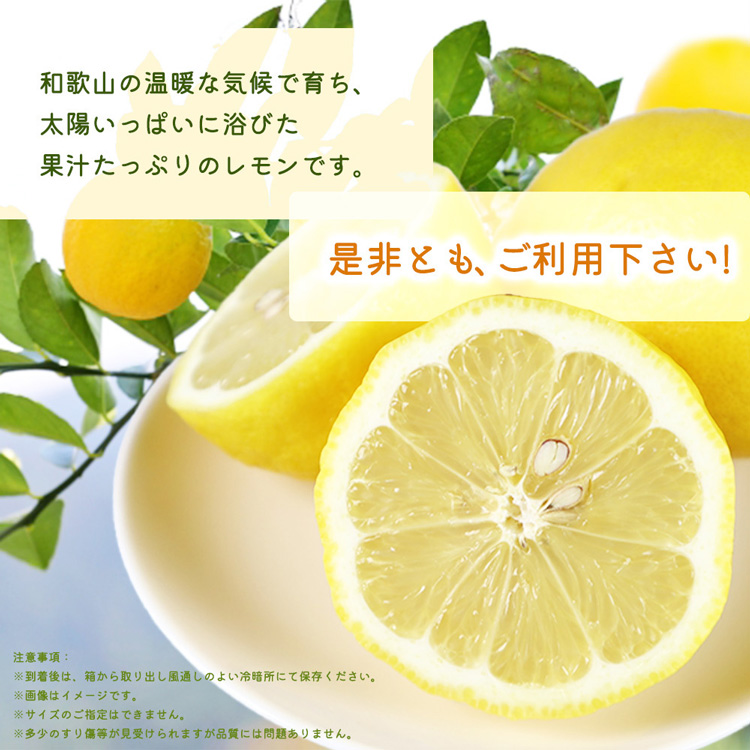 秀品　紀州有田産レモン　2.5kg
※着日指定不可
※2025年3月上旬～3月下旬頃に順次発送予定