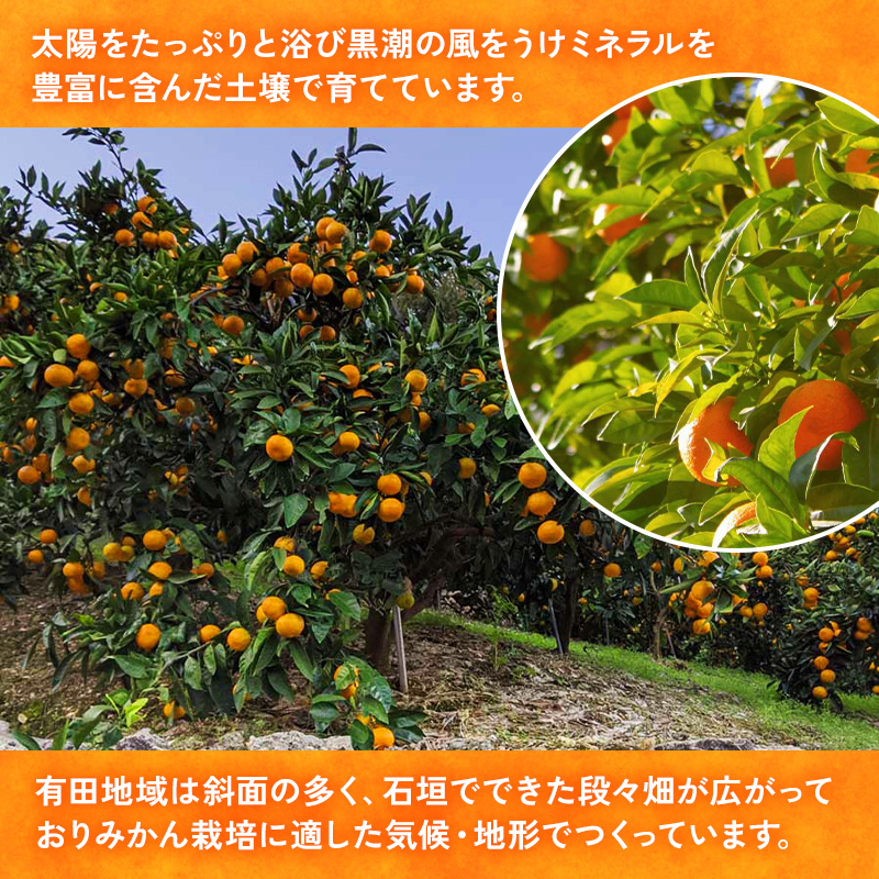 【先行予約】【ご家庭用】和歌山有田みかん約10kg(M、Lサイズ)【美浜町】