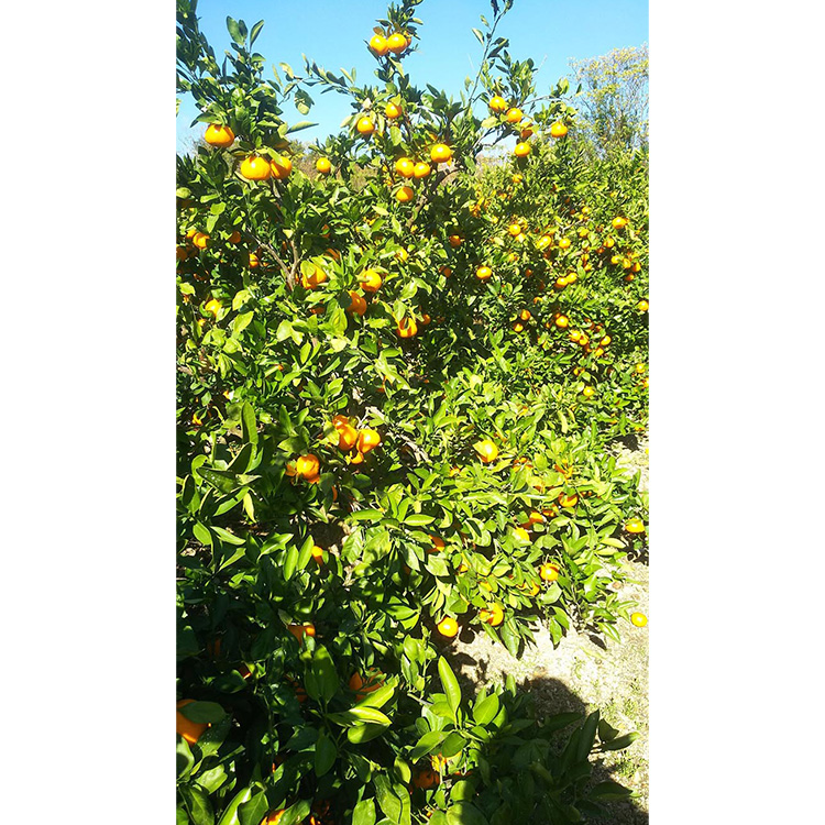 【先行予約】 贈答用 完熟 木なり ハッサク 5kg (M～2Lサイズ)  | 八朔 旬 柑橘 フルーツ 果物 柑 産地直送 箱入 和歌山県