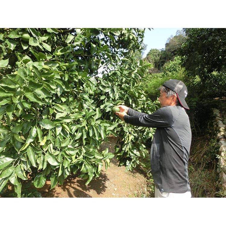 【先行予約】 贈答用 完熟 木なり ハッサク 5kg (M～2Lサイズ)  | 八朔 旬 柑橘 フルーツ 果物 柑 産地直送 箱入 和歌山県