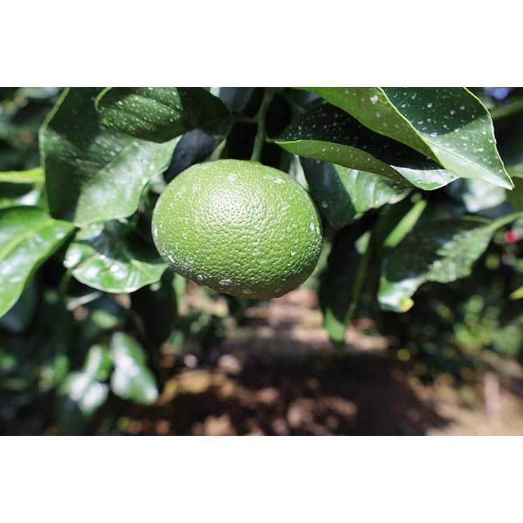 【先行予約】 贈答用 完熟 木なり ハッサク 5kg (M～2Lサイズ)  | 八朔 旬 柑橘 フルーツ 果物 柑 産地直送 箱入 和歌山県