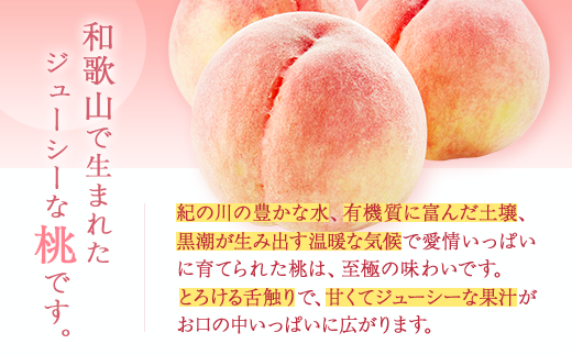 【産直・人気の特産品】和歌山の桃　3玉入り※着日指定不可
