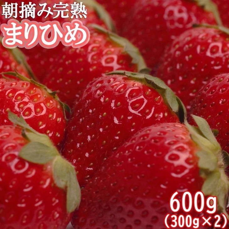 ＜4月より発送＞朝摘み完熟まりひめ約600g（300g前後×2トレイ）【和歌山ブランド苺まりひめ】【こだわりの土耕栽培のいちごを農家直送】※北海道・沖縄・離島への配送不可 ※2024年4月上旬～5月中旬頃に順次発送予定