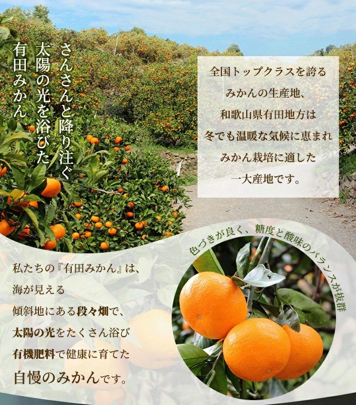 〈2026年1月より発送〉家庭用 蔵出しみかん 5kg+250g（傷み補償分）【有田の蔵出しみかん】【光センサー選果】◇※北海道・沖縄・離島への配送不可 ※2026年1月中旬～2月下旬頃に順次発送予定