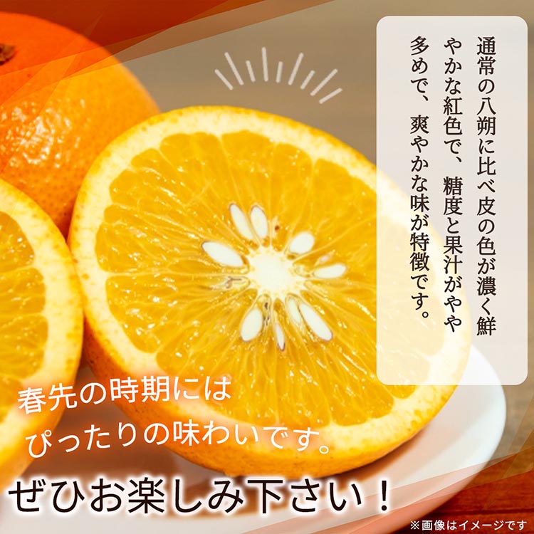 紀州有田産木成り完熟紅八朔8kg ※離島への配送不可 ※2025年2月下旬～3月中旬頃に順次発送予定