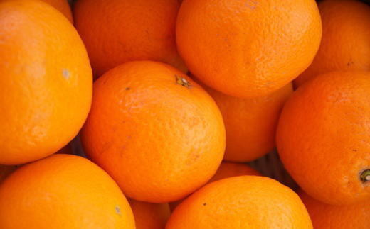 和歌山県産清見オレンジ約5kg(サイズ混合) ※2025年3月中旬～4月上旬頃に順次発送予定