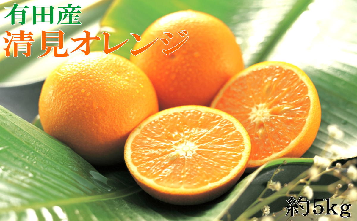 【濃厚】有田産清見オレンジ約5kg（サイズおまかせ・青秀以上）※2025年2月中旬～3月中旬頃に順次発送予定