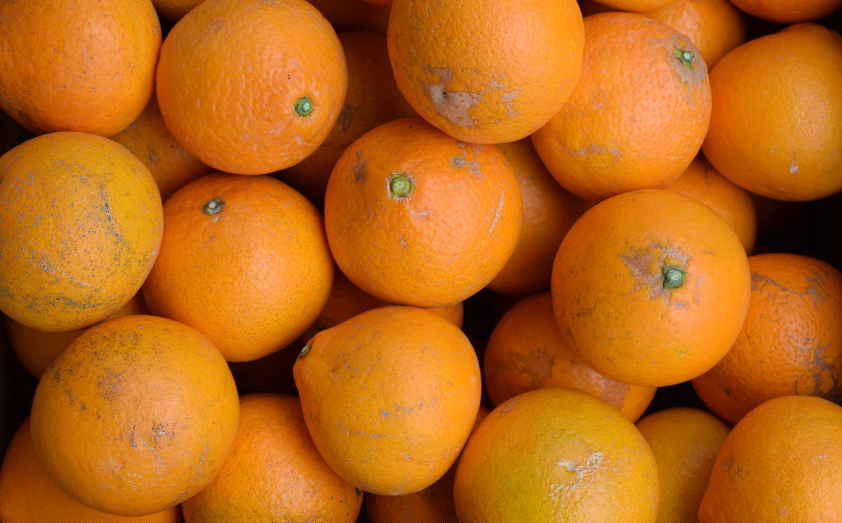 【濃厚】有田産清見オレンジ約5kg(M～3Lサイズおまかせ)ご家庭用 ※2025年2月下旬～3月中旬頃に順次発送予定