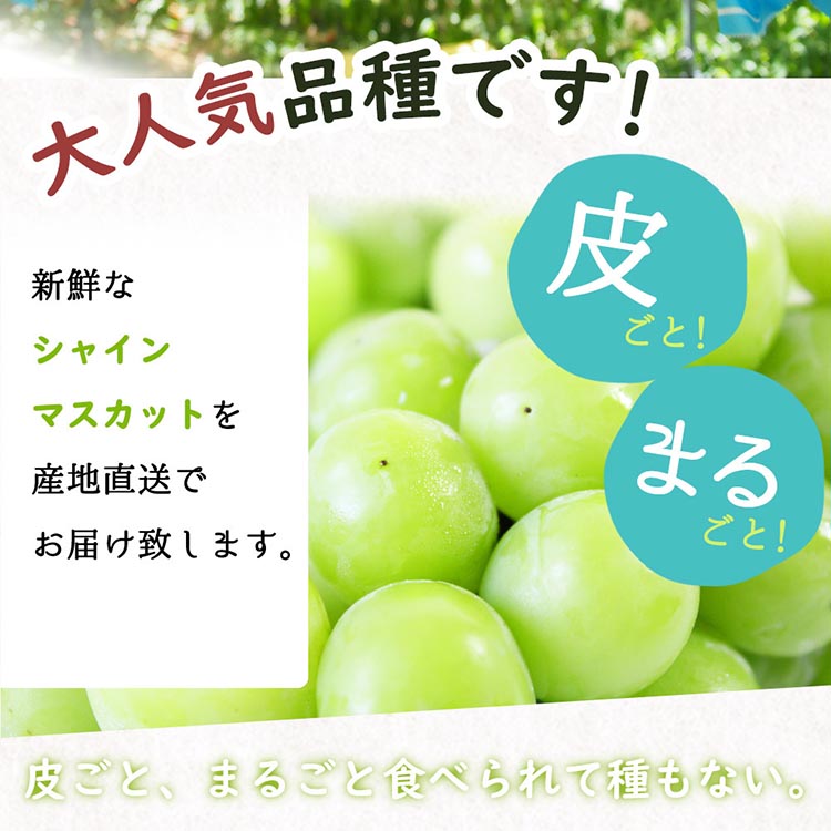 紀州和歌山産シャインマスカット 約2kg ※離島への配送不可 ※2025年8月下旬頃～9月上旬頃に順次発送予定