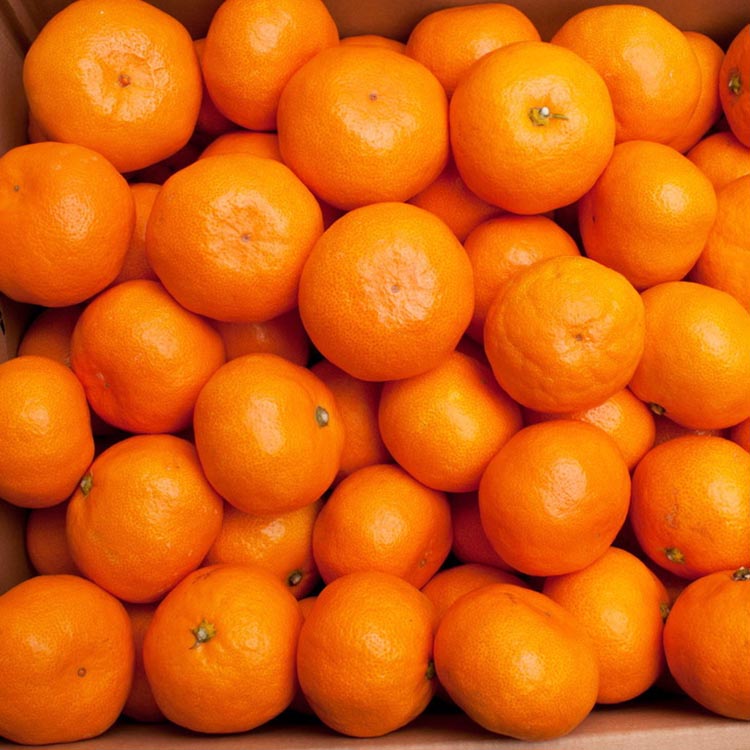 〈11月より発送〉完熟 プレミアム有田みかん 2.5kg+250g（傷み補償分） ｜ 柑橘 果物 フルーツ 糖度 甘い 濃厚 コク ジューシー 光センサー ※北海道・沖縄・離島への配送不可 ※2025年11月上旬～2026年1月下旬頃に順次発送予定