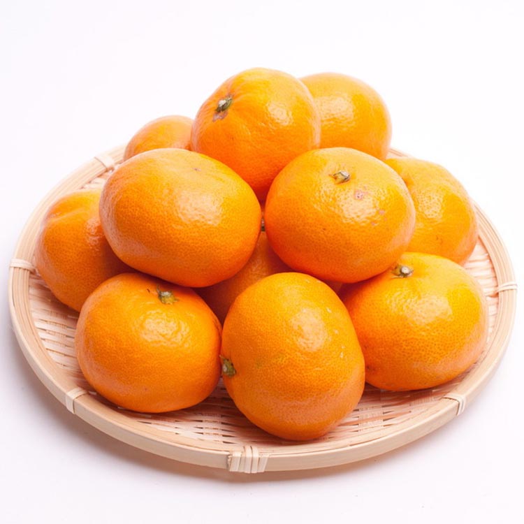 〈11月より発送〉完熟 プレミアム有田みかん 5kg+250g（傷み補償分）（傷み補償分） ｜ 柑橘 果物 フルーツ 糖度 甘い 濃厚 コク ジューシー 光センサー ※北海道・沖縄・離島への配送不可 ※2025年11月上旬～2026年1月下旬頃に順次発送予定