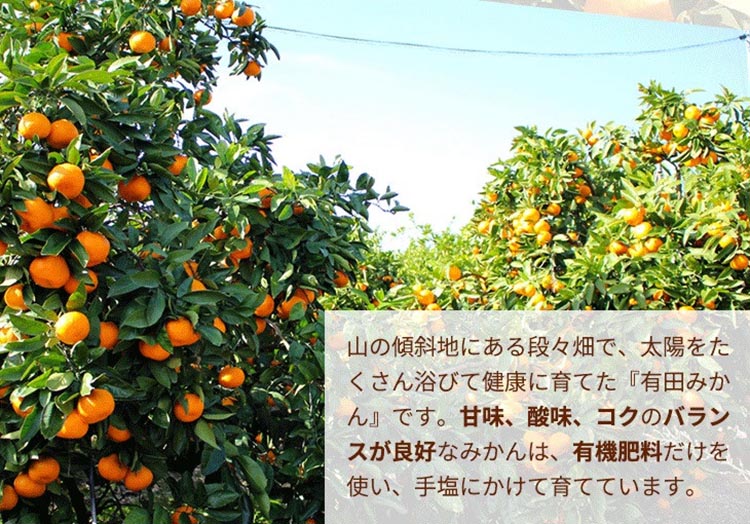 ＼光センサー選別／こだわりの完熟有田みかん 5kg＋250g(傷み補償分)【ご家庭用】サイズ混合 有機質肥料100% ｜ みかん 有田みかん 温州みかん ミカン 温州ミカン 柑橘 温州 甘い コク 産地直送◇