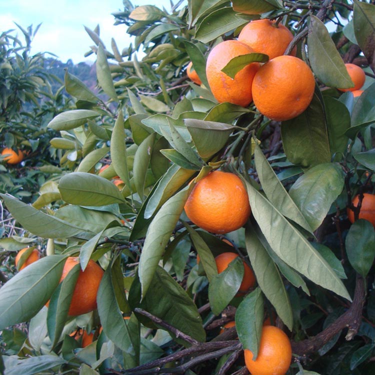 ＼光センサー選別／こだわりの完熟有田みかん 5kg＋250g(傷み補償分)【ご家庭用】サイズ混合 有機質肥料100% ｜ みかん 有田みかん 温州みかん ミカン 温州ミカン 柑橘 温州 甘い コク 産地直送◇