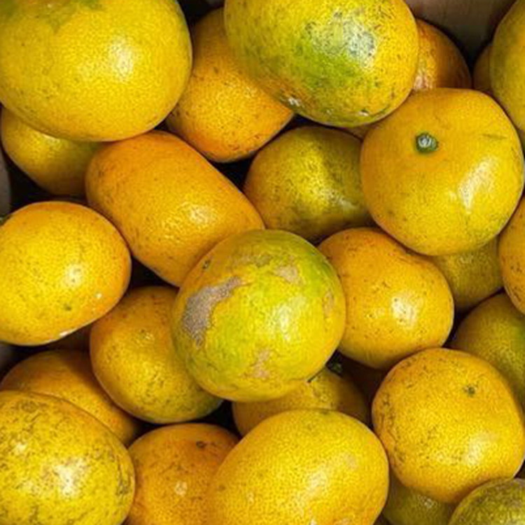 【訳あり】有田みかん 10kg | 農家直送 訳あり ご家庭用 サイズ混合 光センサー選別 温州みかん みかん 訳あり わけあり 家庭用