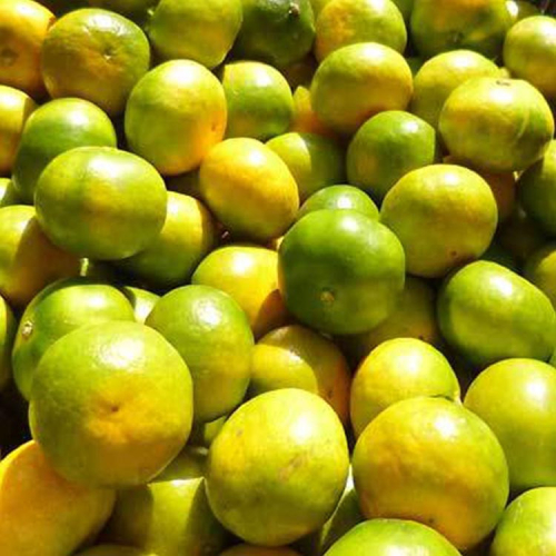 【先行予約】こだわりの極早生みかん 約10kg 農家直送 有機質肥料100% サイズ混合 ｜ みかん 極早生 早生 柑橘 果物 くだもの 果実 フルーツ 和歌山 有田