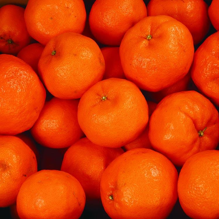 ＜1月より発送＞家庭用 ポンカン1kg+250g（傷み補償分） ※北海道・沖縄・離島への配送不可 ※2026年1月下旬～2月下旬頃に順次発送予定