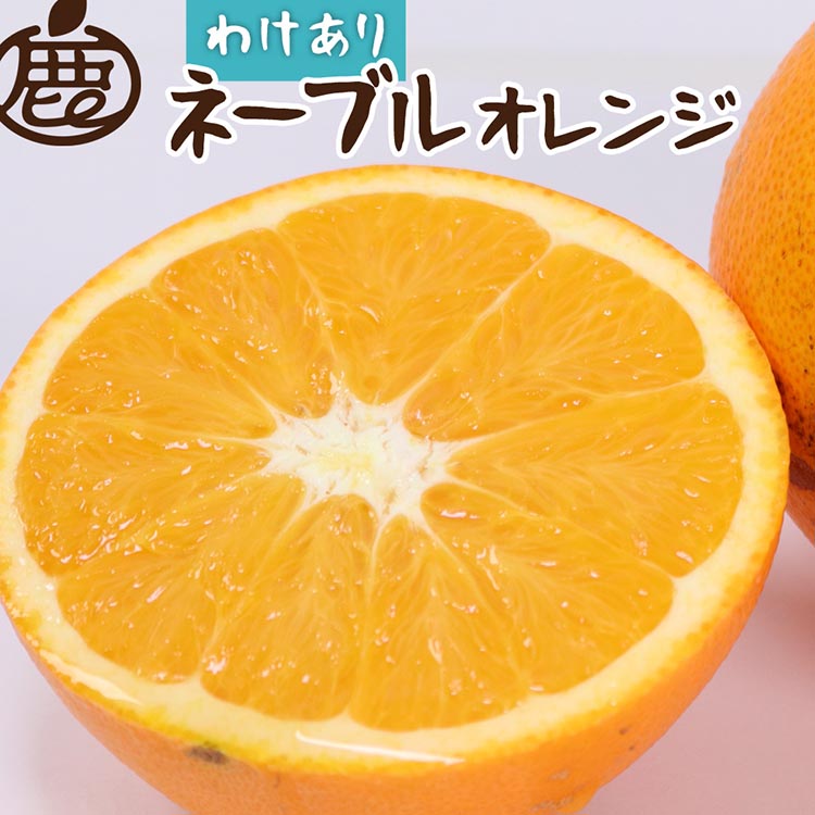 ＜2月より発送＞家庭用 ネーブルオレンジ5kg+250g（傷み補償分）｜訳あり・わけあり【光センサー選別】 ※北海道・沖縄・離島への配送不可 ※2026年2月上旬～2月下旬頃に順次発送予定