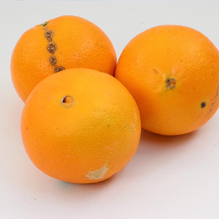 ＜2月より発送＞家庭用 ネーブルオレンジ5kg+250g（傷み補償分）｜訳あり・わけあり【光センサー選別】 ※北海道・沖縄・離島への配送不可 ※2026年2月上旬～2月下旬頃に順次発送予定