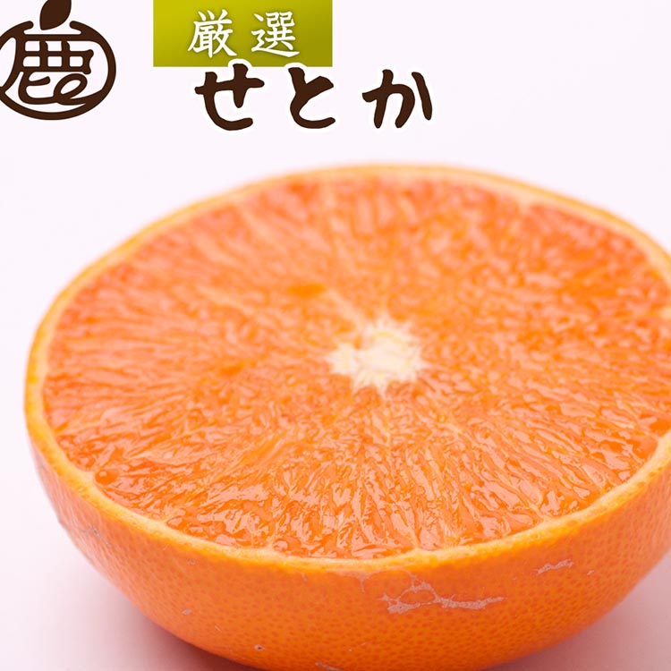 ＜2月より発送＞厳選 せとか5kg+250g（傷み補償分）◇｜柑橘・春みかんの王様【光センサー選果・食べ頃出荷】※北海道・沖縄・離島への配送 ※2026年2月中旬～3月下旬頃に順次発送予定