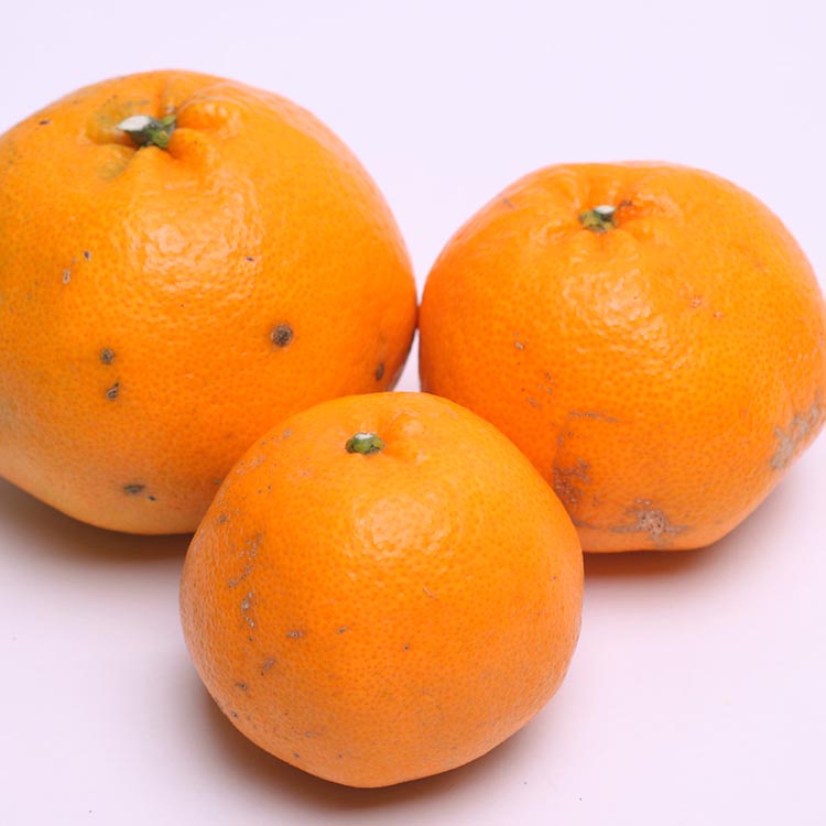 ïŒ2æããçºéïŒå®¶åºçš ã¯ãã¿1kg+250gïŒå·ã¿è£ååïŒâ ïœ ãããã èš³ãã ã¯ã±ã¢ãª ãã³ãã³ã®å§åйåçš®ã»æ°é£ææ¥ã¿ãããå
ã»ã³ãµãŒéžå¥ã â»åæµ·éã»æ²çžã»é¢å³¶ãžã®é
éäžå¯ â»2026幎2æäžæ¬ïœ3æäžæ¬é ã«é 次çºéäºå®