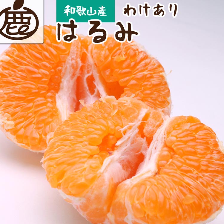 ＜2月より発送＞家庭用 はるみ7.5kg+250g（傷み補償分）◇ ｜ わけあり 訳あり ワケアリ デコポンの姉妹品種・新食感春みかん【光センサー選別】